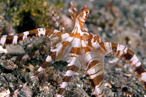 Raja Ampat 2019 - DSC07585_rc - Wonderpus octopus - Pieuvre mimetique - Wunderpus photogenicus